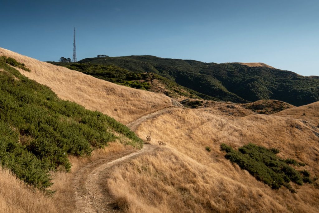A path leading through a number of grass covered hills leading towards a large television tower that is visible in the distance on the Skyline Walkway.