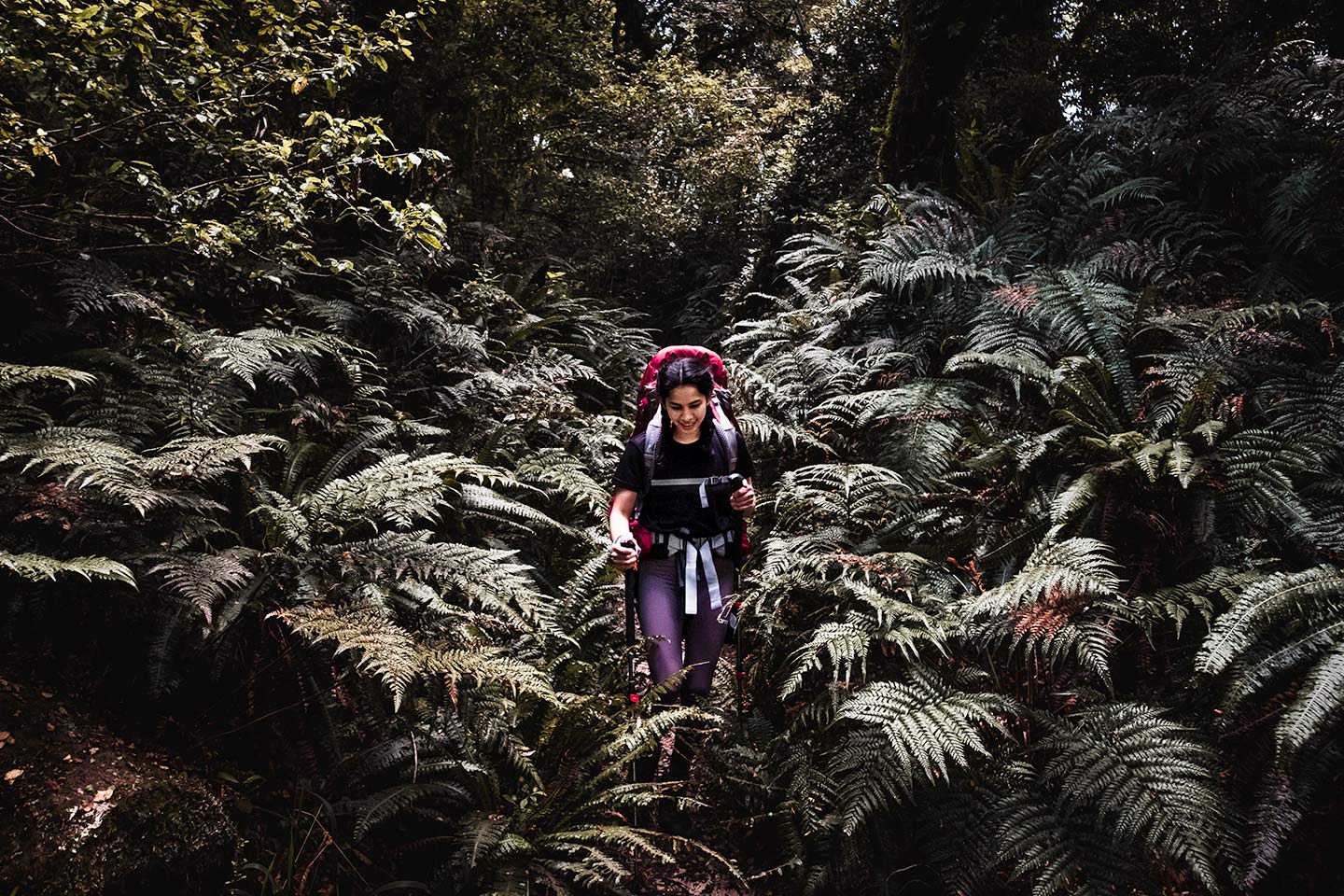 A woman walking through the ferns found on the Lake Waikaremoana Great Walk.