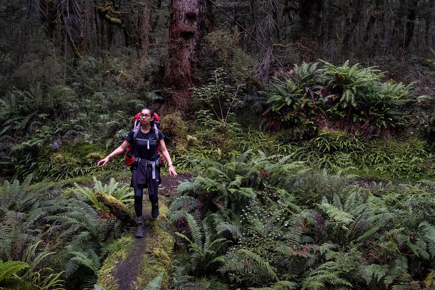A woman walks along a log covered with moss on the Kepler Track. Many trees and green ferns surround her.